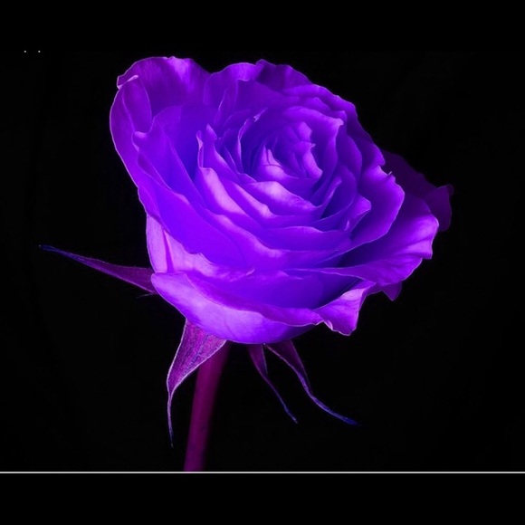 Meet your Posher, La La - Picture 3 of 5